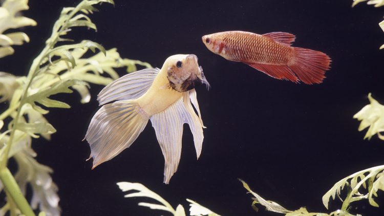 Fin Rot in Aquarium Betta Fish: Causes, Treatments And ...
