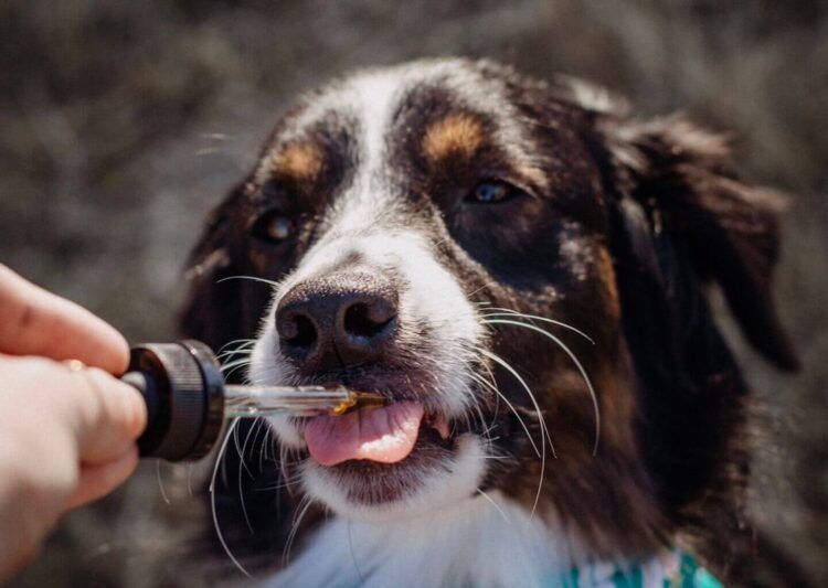 how-to-treat-old-anxious-dogs-with-cbd-reality-paper