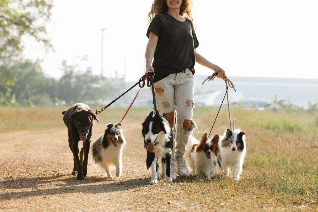 How Much Do Dog Walking Services Cost in Australia