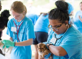How Core Rotations Prepare Veterinary Students for Clinical Practice