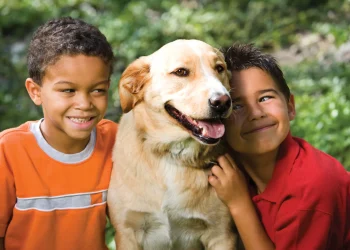Pet Products