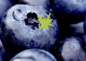 Wellhealthorganic.com:blueberry-brain-boosting-benefits