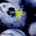 Wellhealthorganic.com:blueberry-brain-boosting-benefits