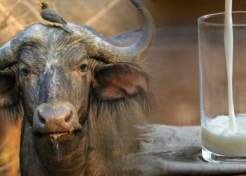 wellhealthorganic buffalo milk tagline
