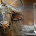 wellhealthorganic buffalo milk tagline