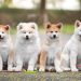 The Akita: A Loyal and Noble Companion
