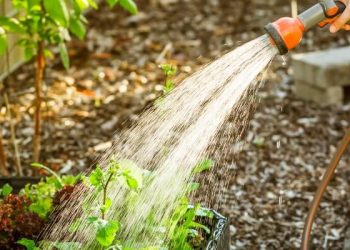 Mastering Garden Drainage: Essential Tips for a Thriving Landscape