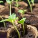 Best Stores for Buying Garden Seeds Online