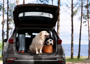 The Ultimate Guide to Ute Dog Boxes: Keeping Your Canine Companions Safe on the Road