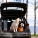 The Ultimate Guide to Ute Dog Boxes: Keeping Your Canine Companions Safe on the Road