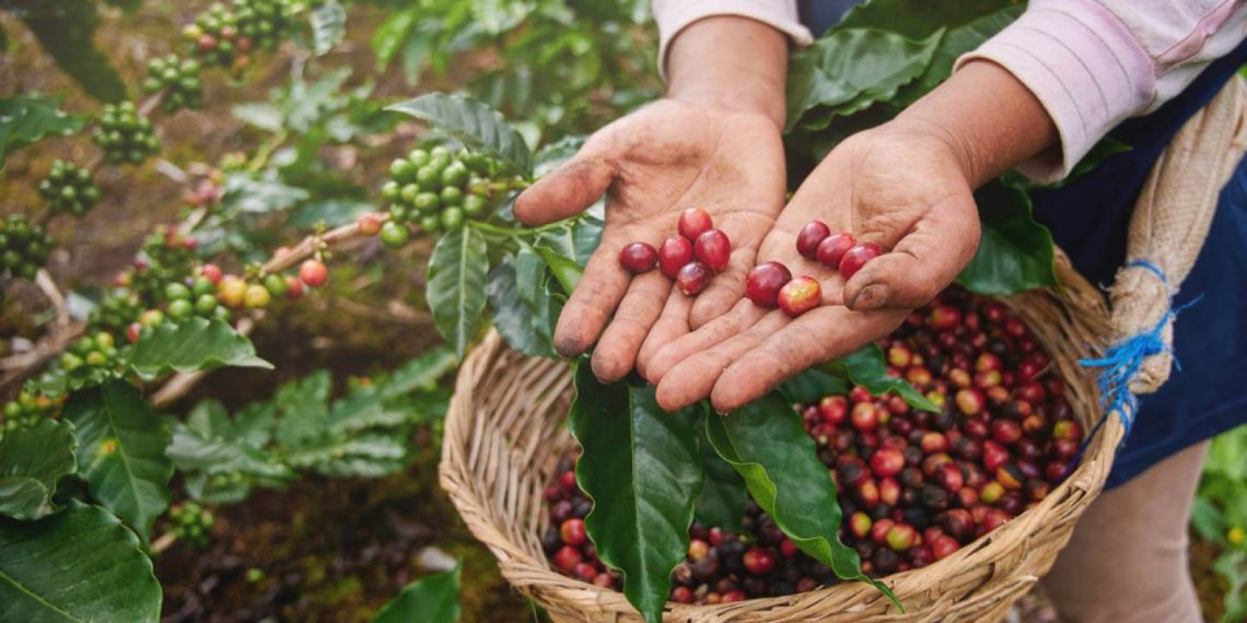 The Journey of Coffee Beans: From Crop to Cup