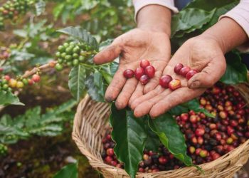 The Journey of Coffee Beans: From Crop to Cup
