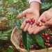 The Journey of Coffee Beans: From Crop to Cup