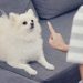 What Should You Expect from a Charlotte, NC Dog Bite Compensation Lawyer