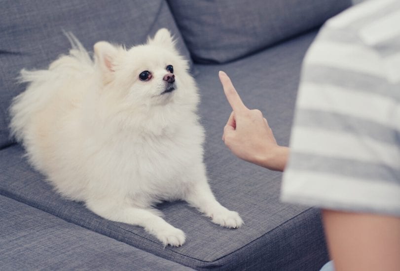 What Should You Expect from a Charlotte, NC Dog Bite Compensation Lawyer
