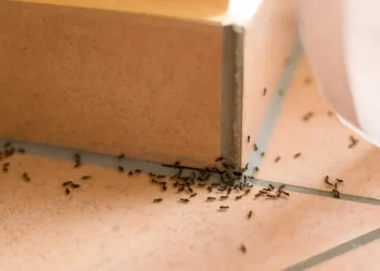 Why Are There Ants In My House