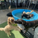 How to Pick the Best Dog Boarding Miami Has to Offer