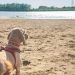 How Florida’s Pet Insurance Law Protects Owners
