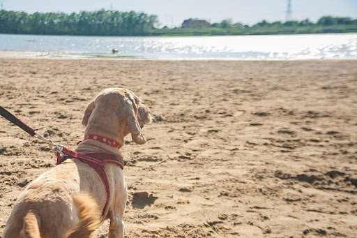 How Florida’s Pet Insurance Law Protects Owners