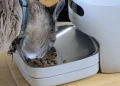 Why Smart Pet Feeding Is Moving Beyond Simple Automation