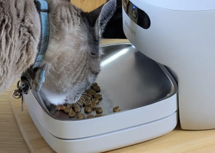 Why Smart Pet Feeding Is Moving Beyond Simple Automation